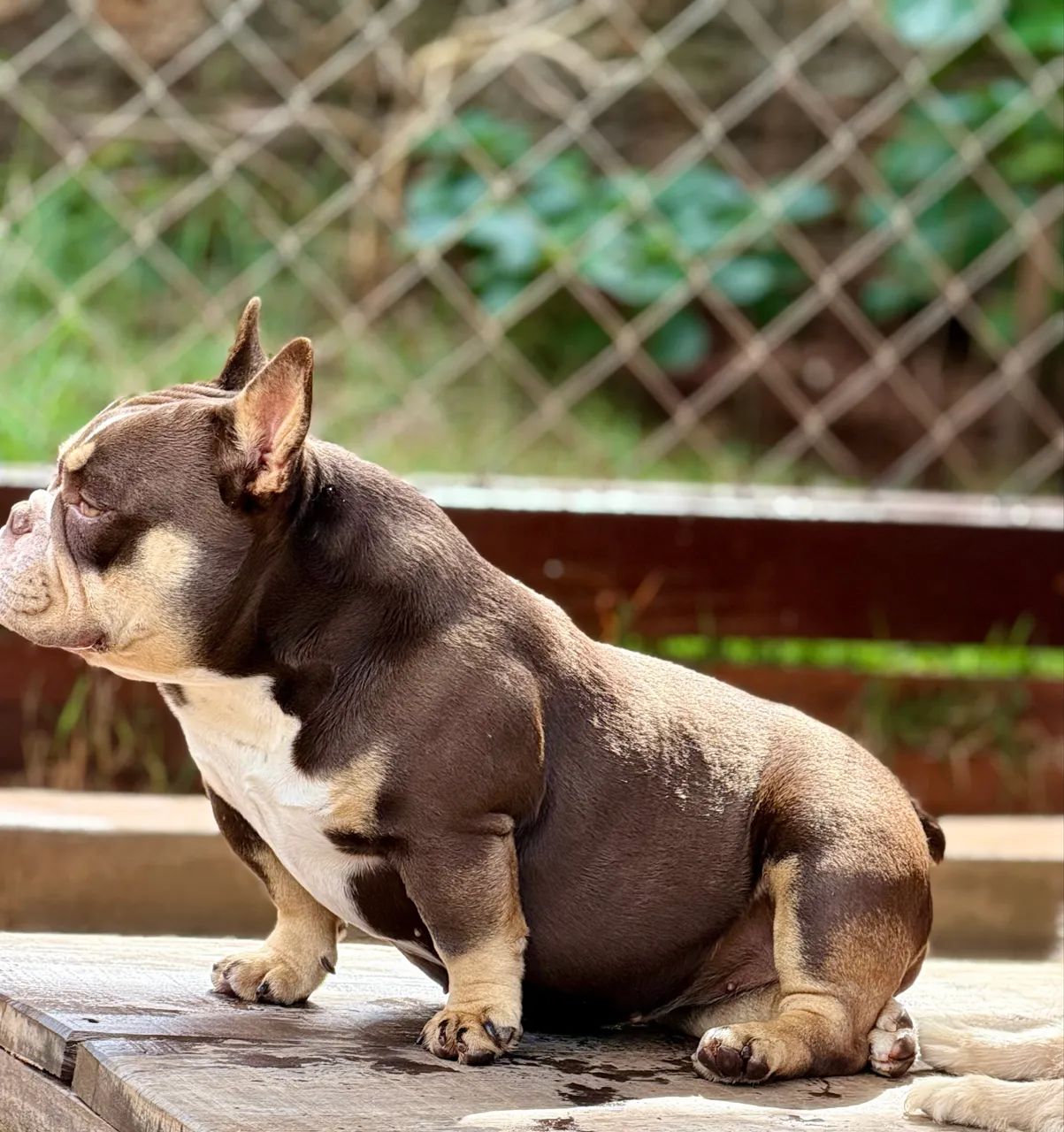 American bully - Foto 2