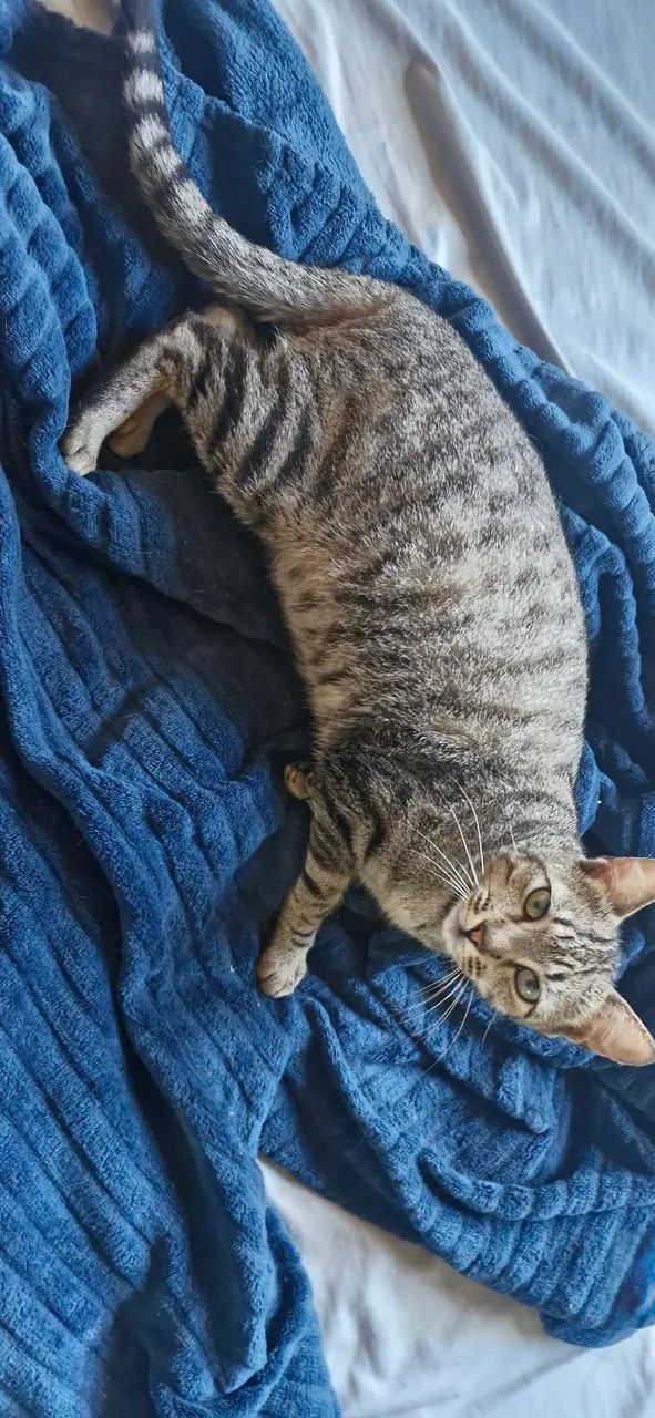Gata