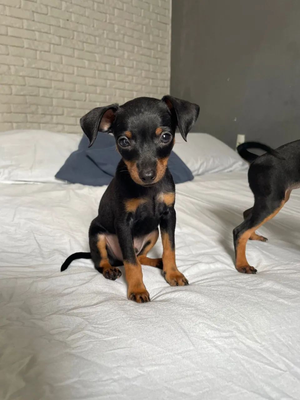 Pinscher fêmea e macho  - Foto 4