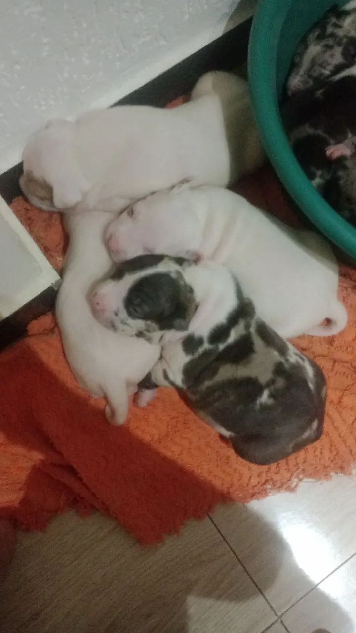 Pit Monster