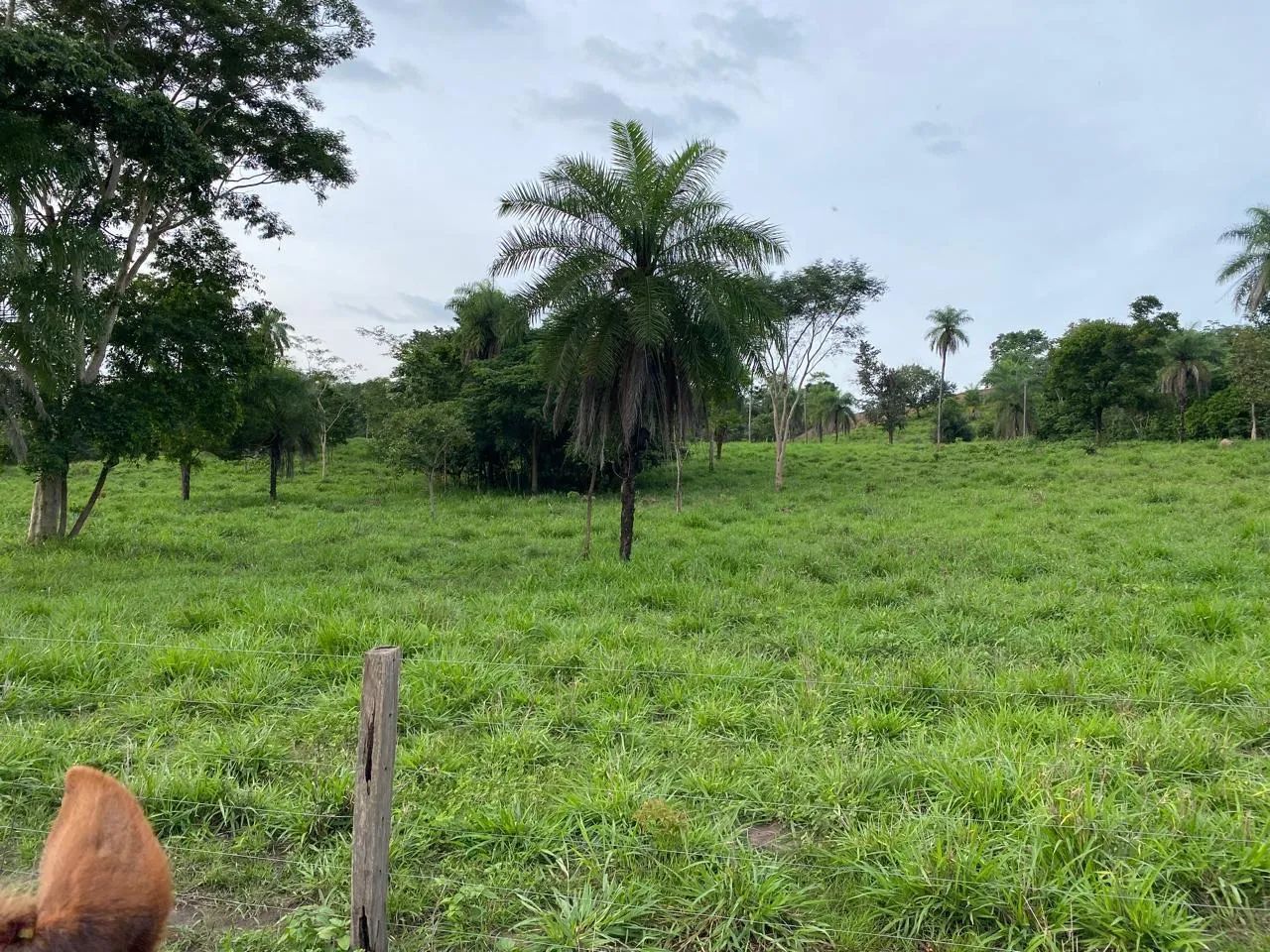Vendo Fazendinha 10,5 alqueires Pronta! 