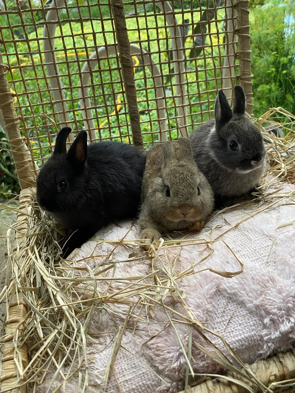 Coelhos anões Netherland Dwarf  - Foto 4