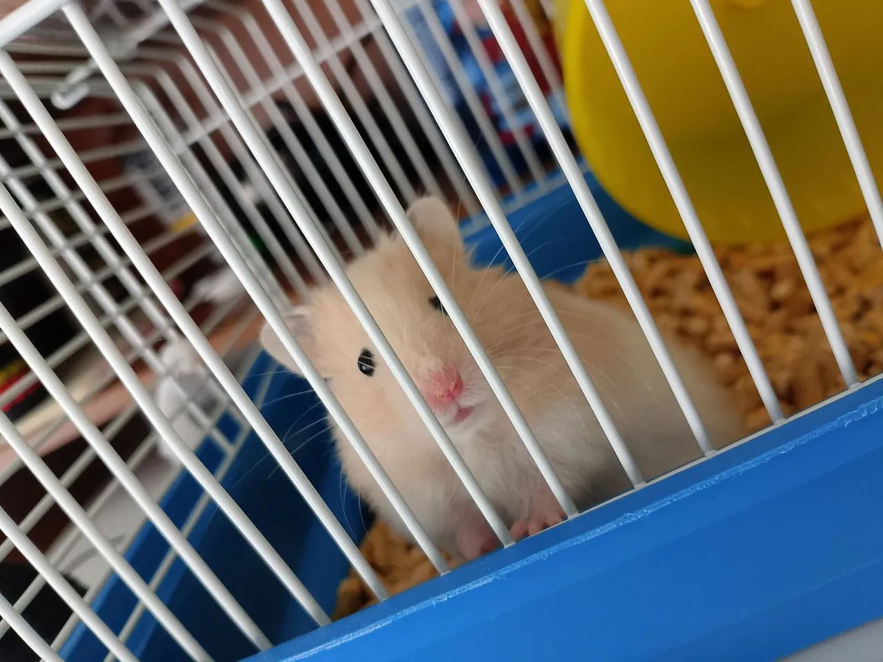 Hamster sírio com gaiola  - Foto 3