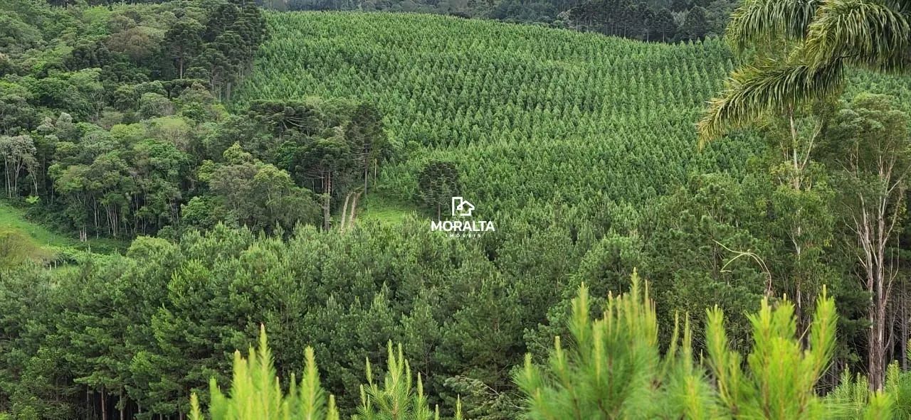 Chácara a venda com Plantação de Pinos em Tijucas do Sul - Foto 3