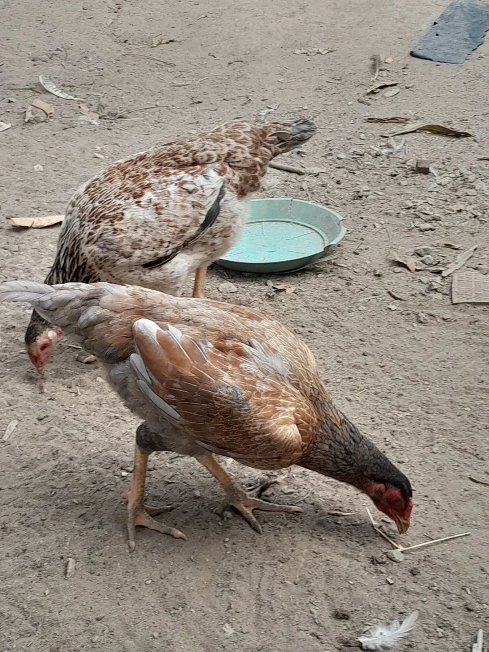Frango e frangas caipira  - Foto 2