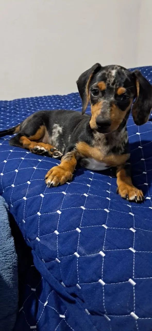 Dachshund  - Foto 5