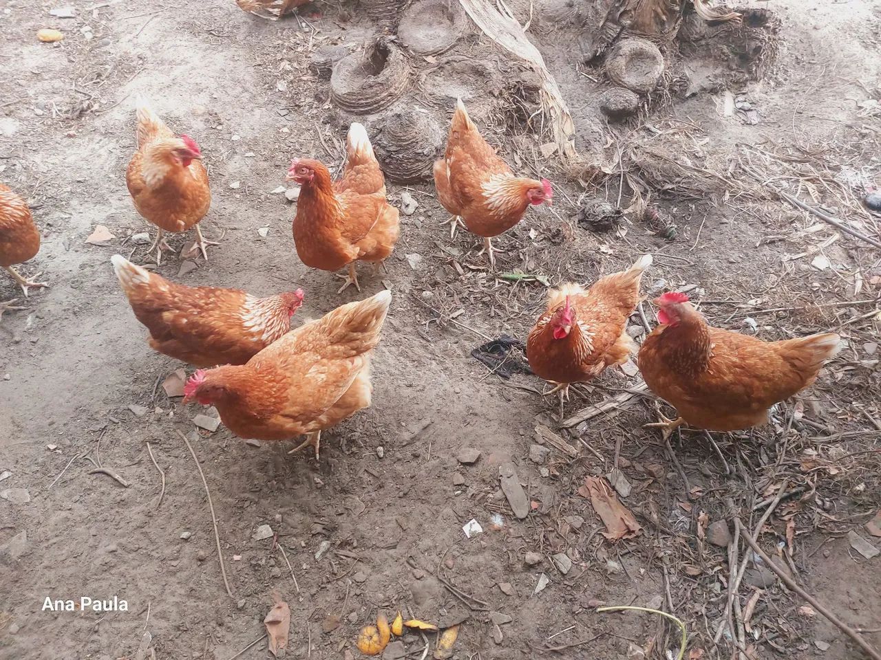 Galinhas Isa Brown  - Foto 4