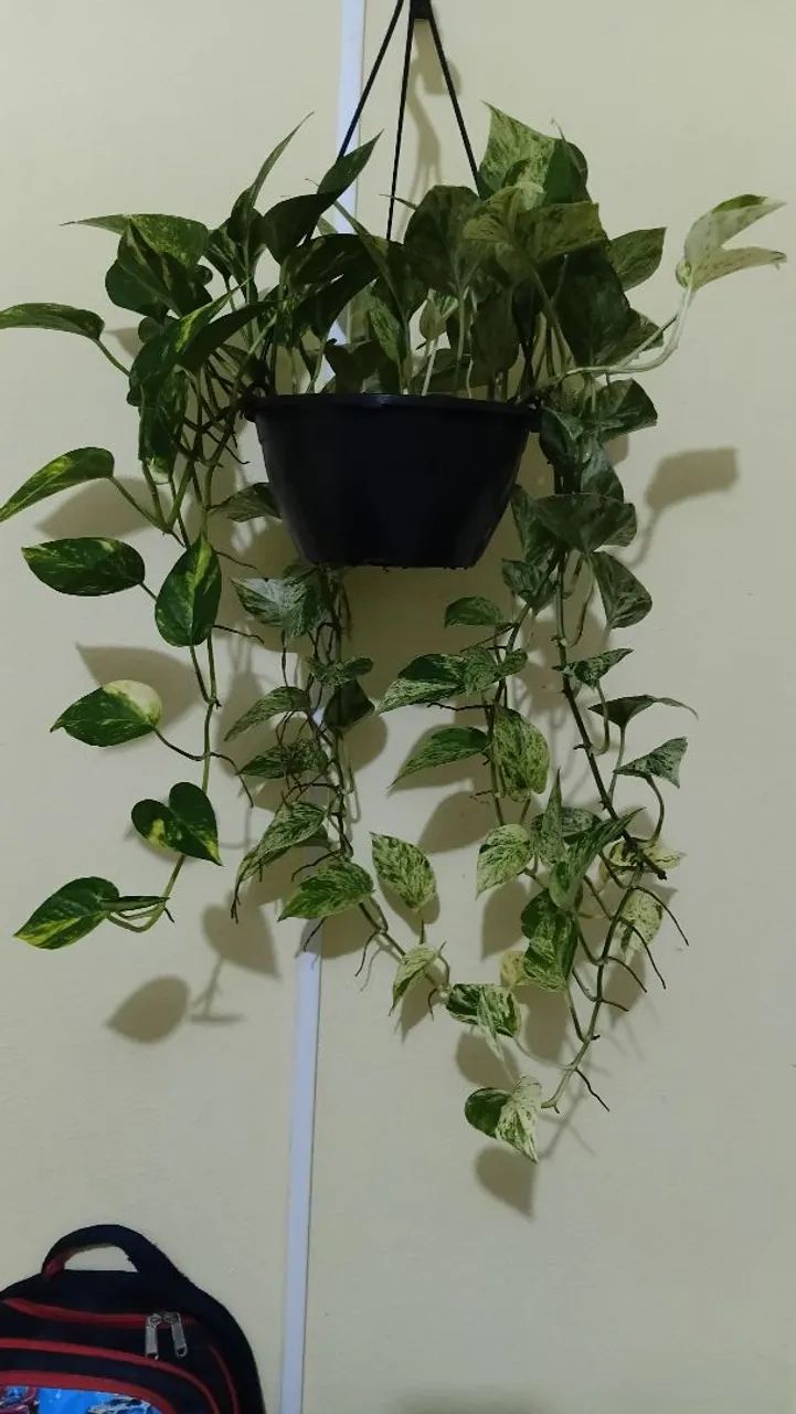 Plantas pendentes  - Foto 4
