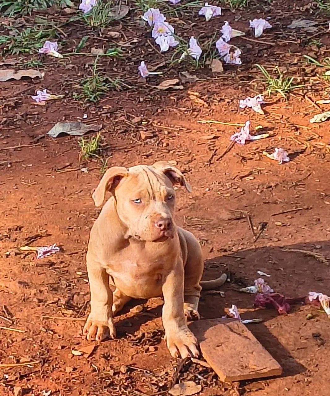 Filhotes de pitmonster com pedigree