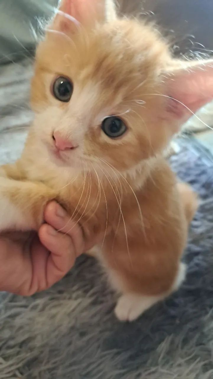 Maine Coon - Foto 2