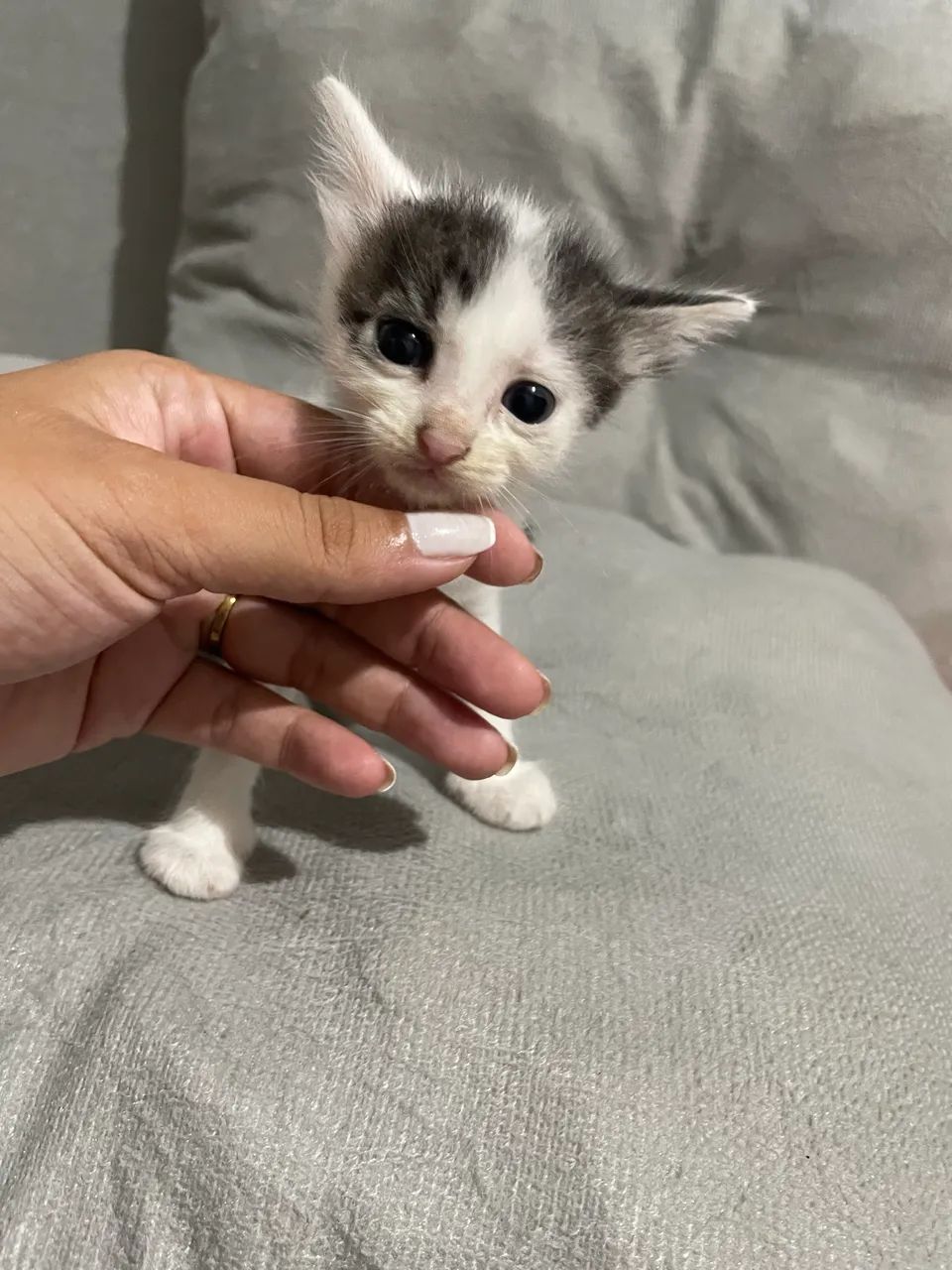 Gatinhos para adoção 