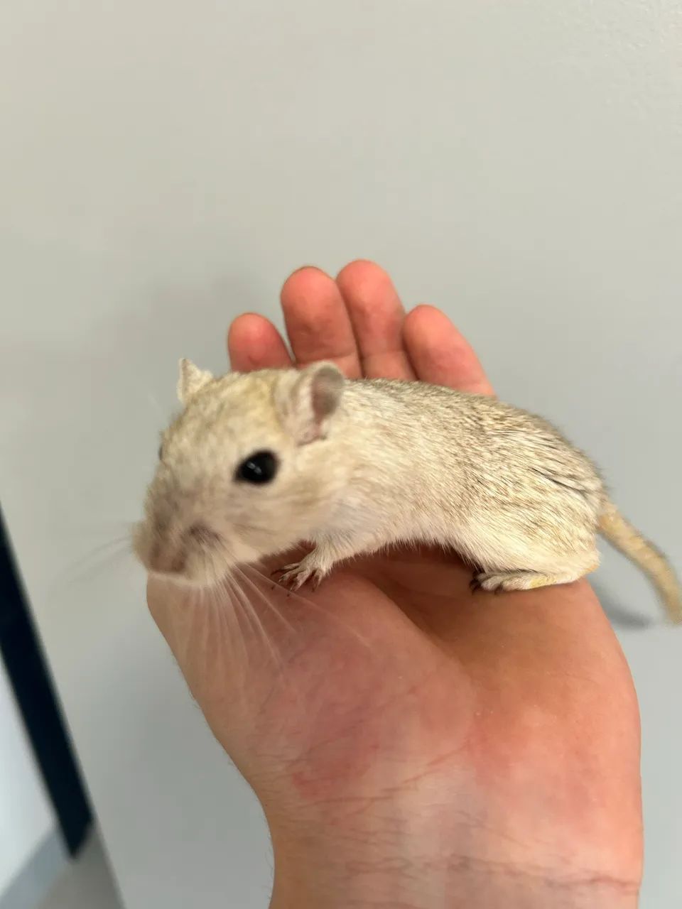GERBIL FÊMEA  - Foto 2