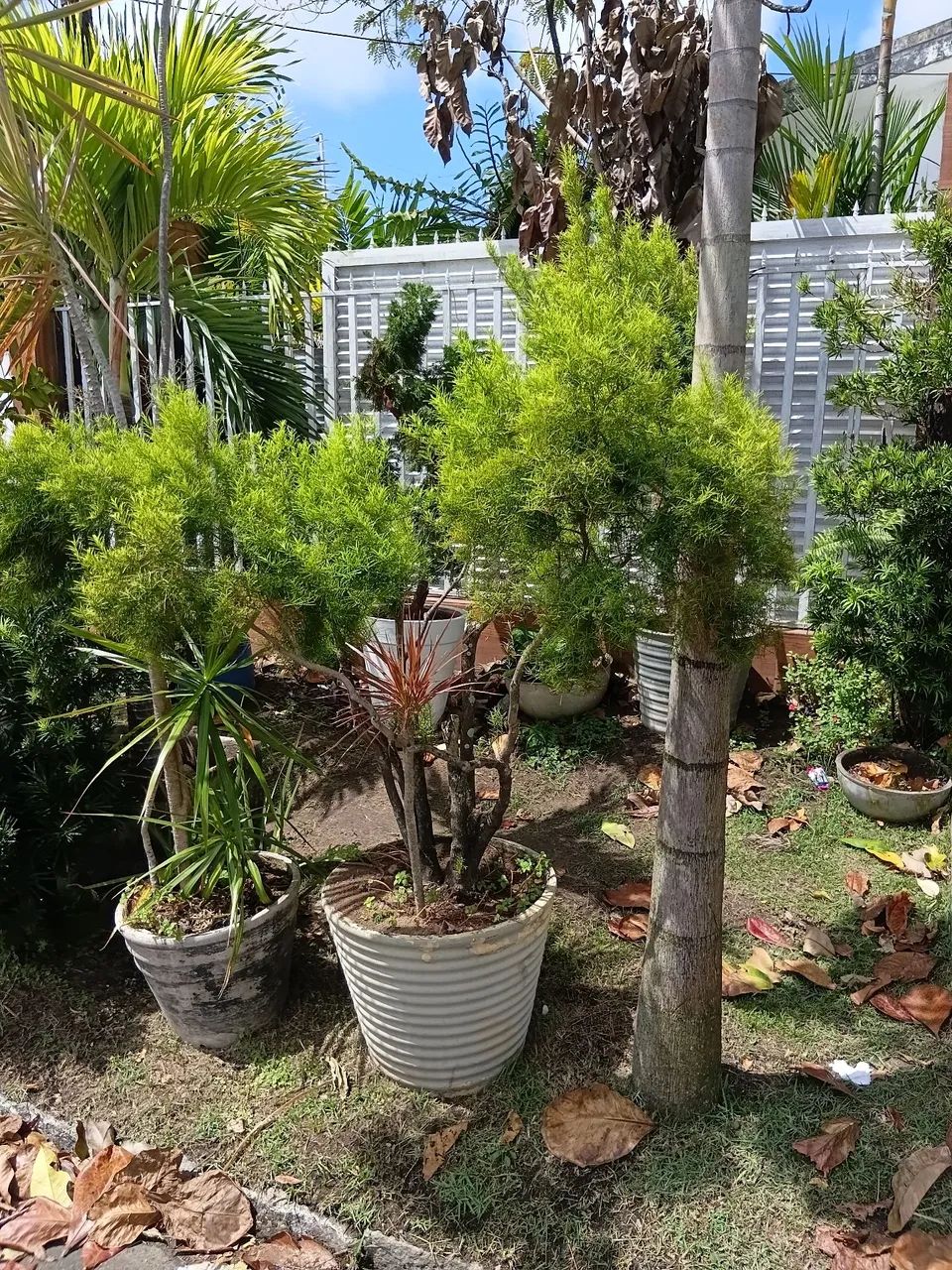 Planta Eugênia 