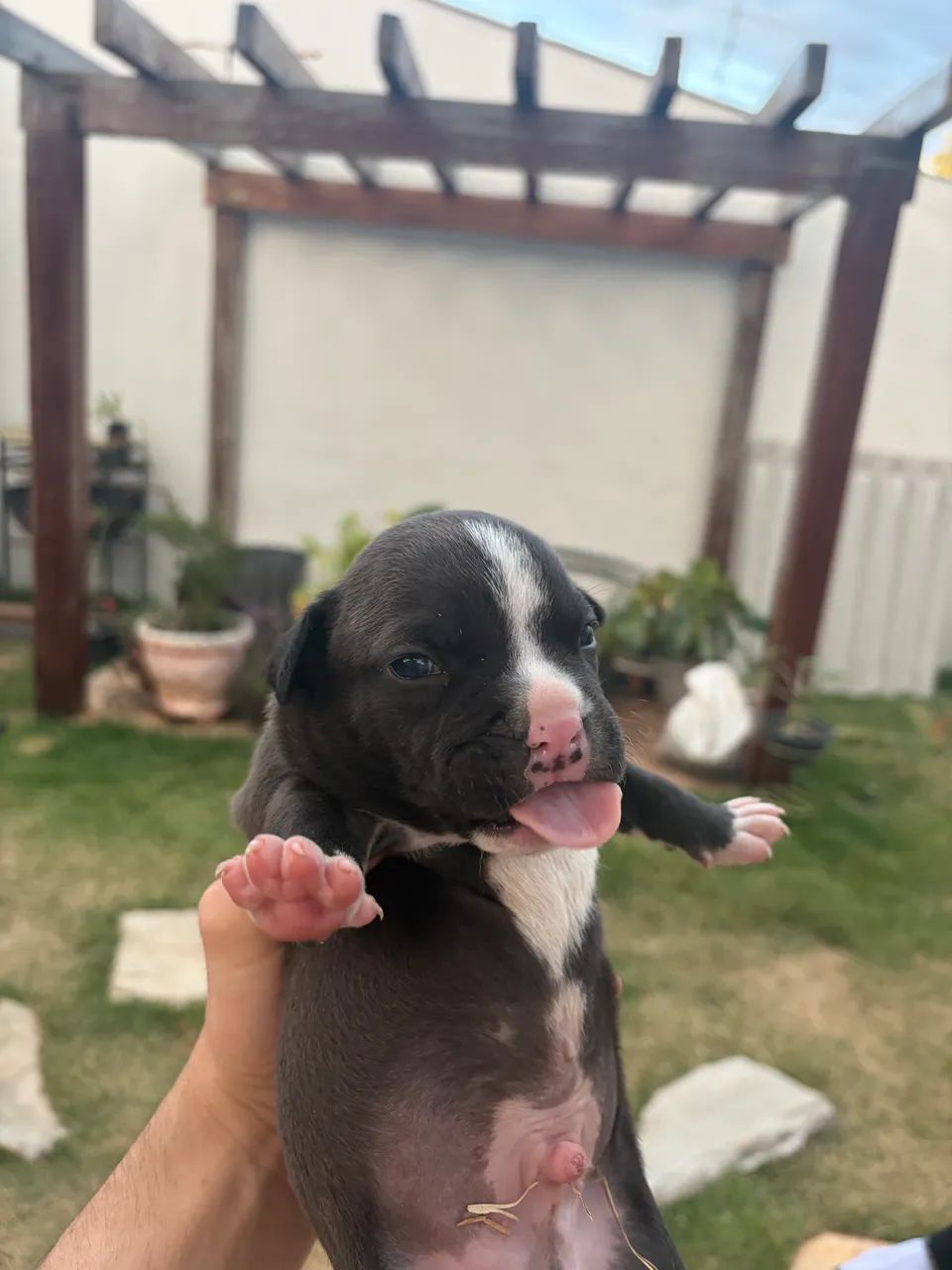 American Bully - Foto 3