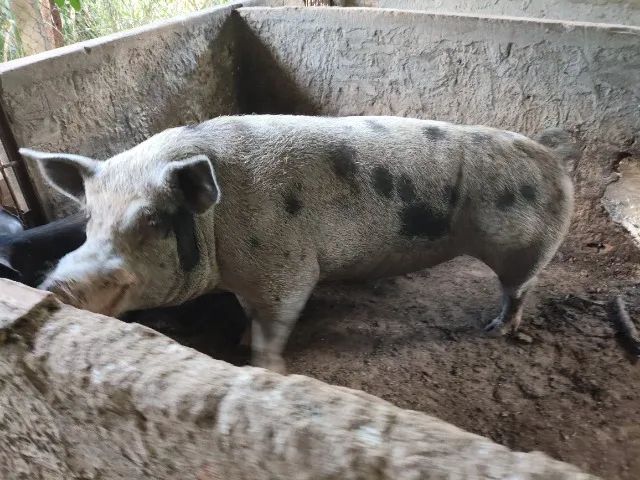 Porco 