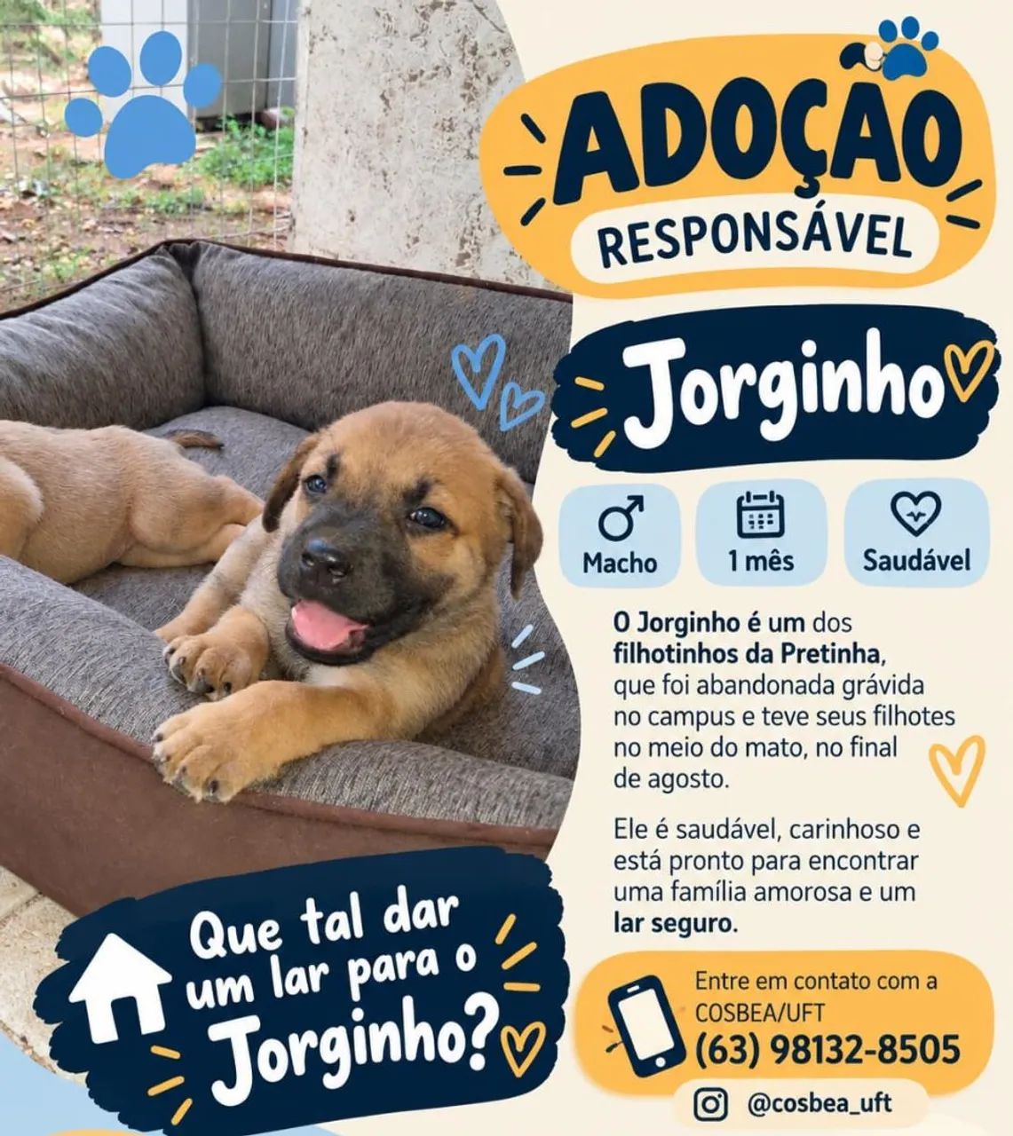 Bebezinhos para adoção responsável.  - Foto 2