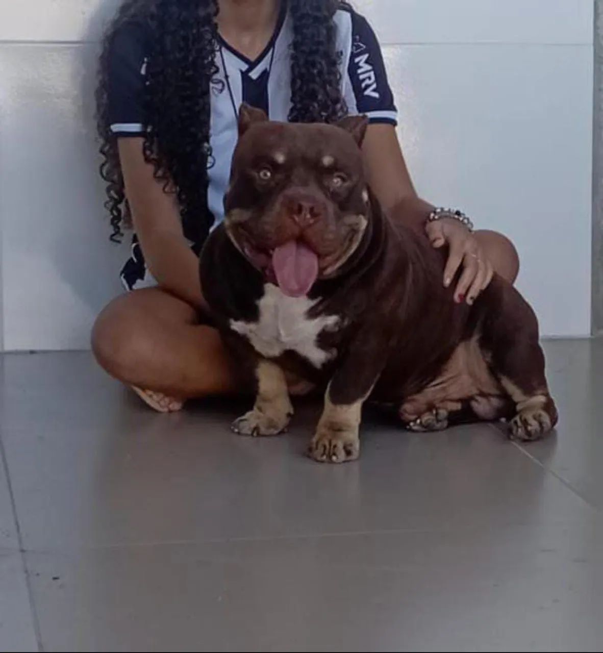 American bully