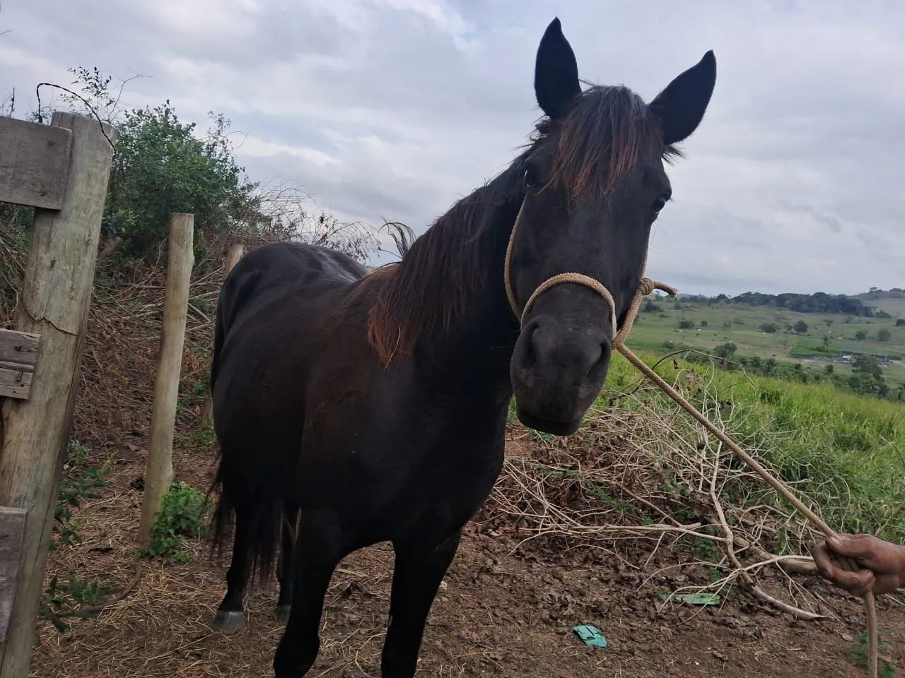 Egua quarto de milha - Foto 3