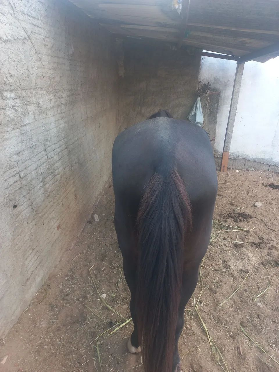 Vende-se Cavalo - Foto 4