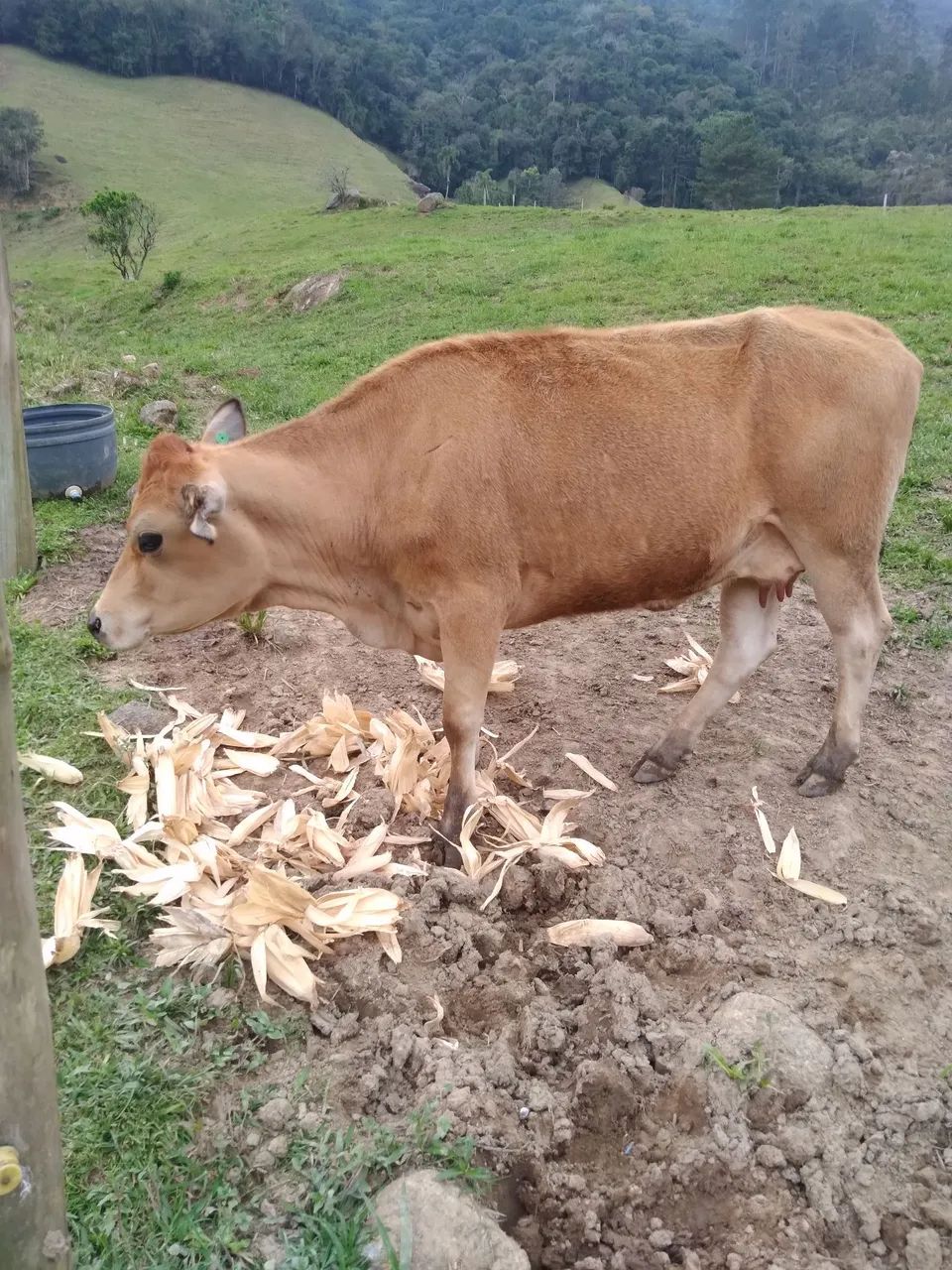 Vendo três  vacas  - Foto 2