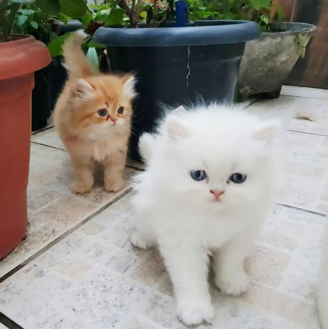 Gatos Persa Final Do Mês Nasce 3 Ninhada - Foto 4