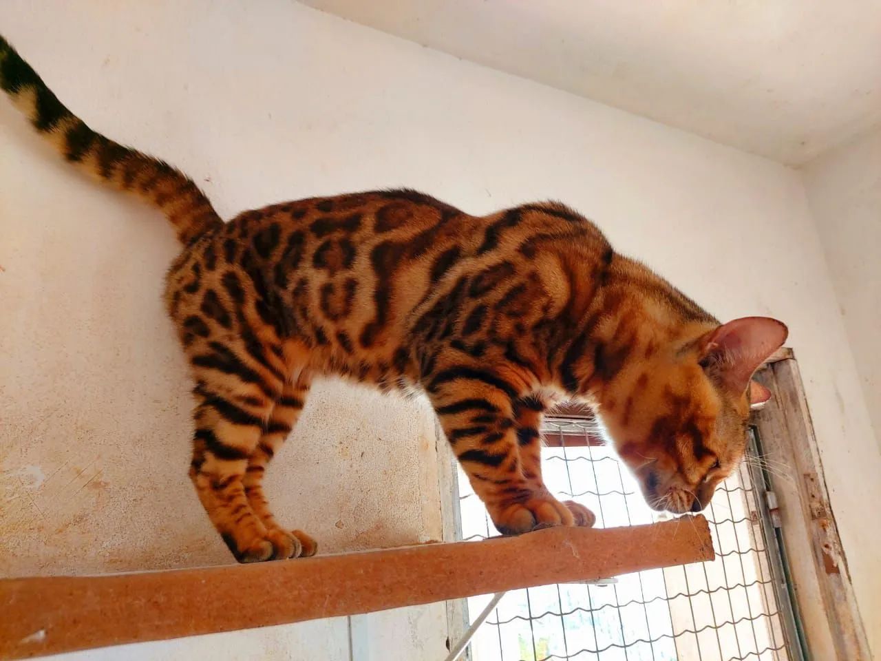 Gato Bengal  - Foto 2