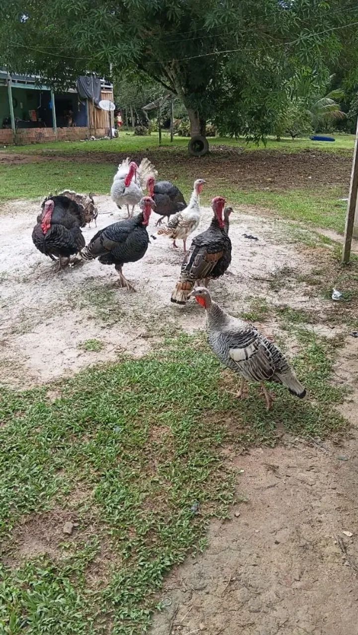 Perú(as) adulto ou filhote LEIA - Foto 2