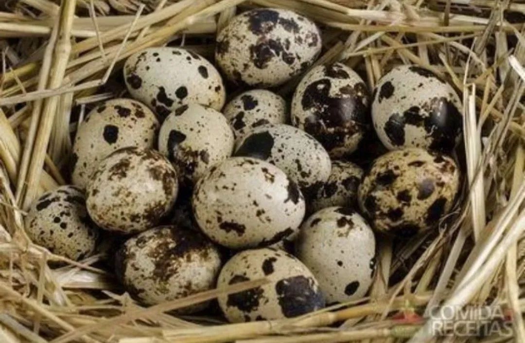 Vende ser codorna japônica e codorna Gigante com 15 dias de vida R$ 6,50 - Foto 2