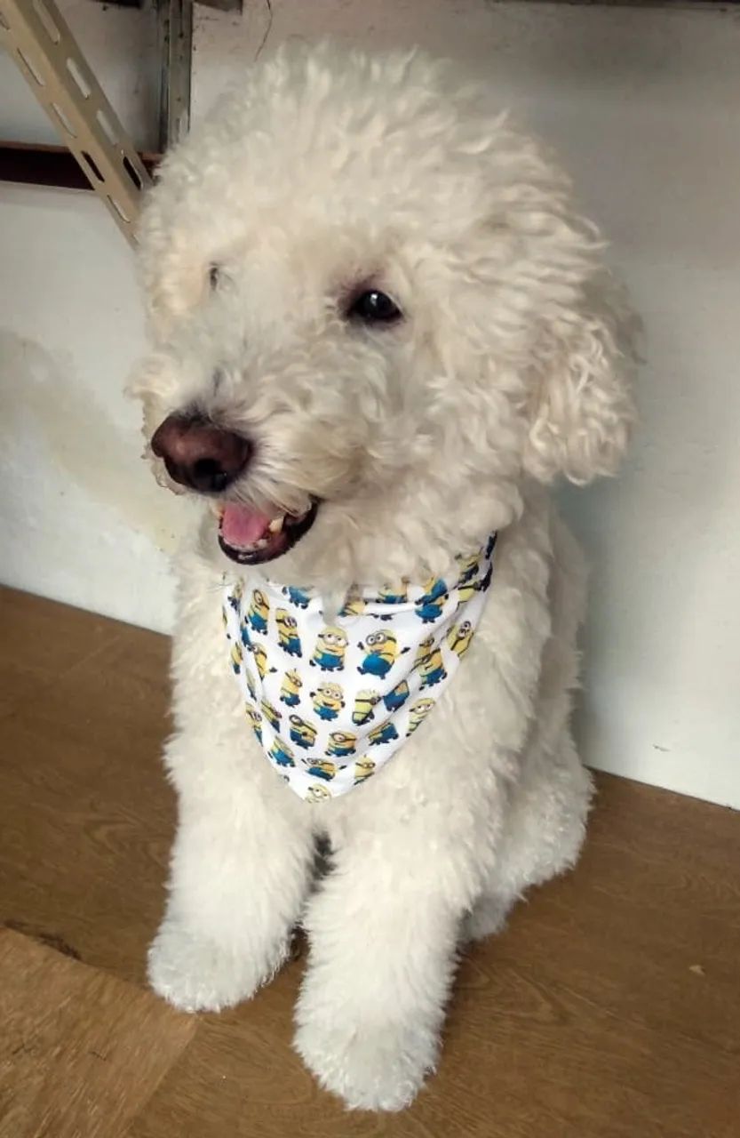 Bandanas para cães x25 - Foto 5