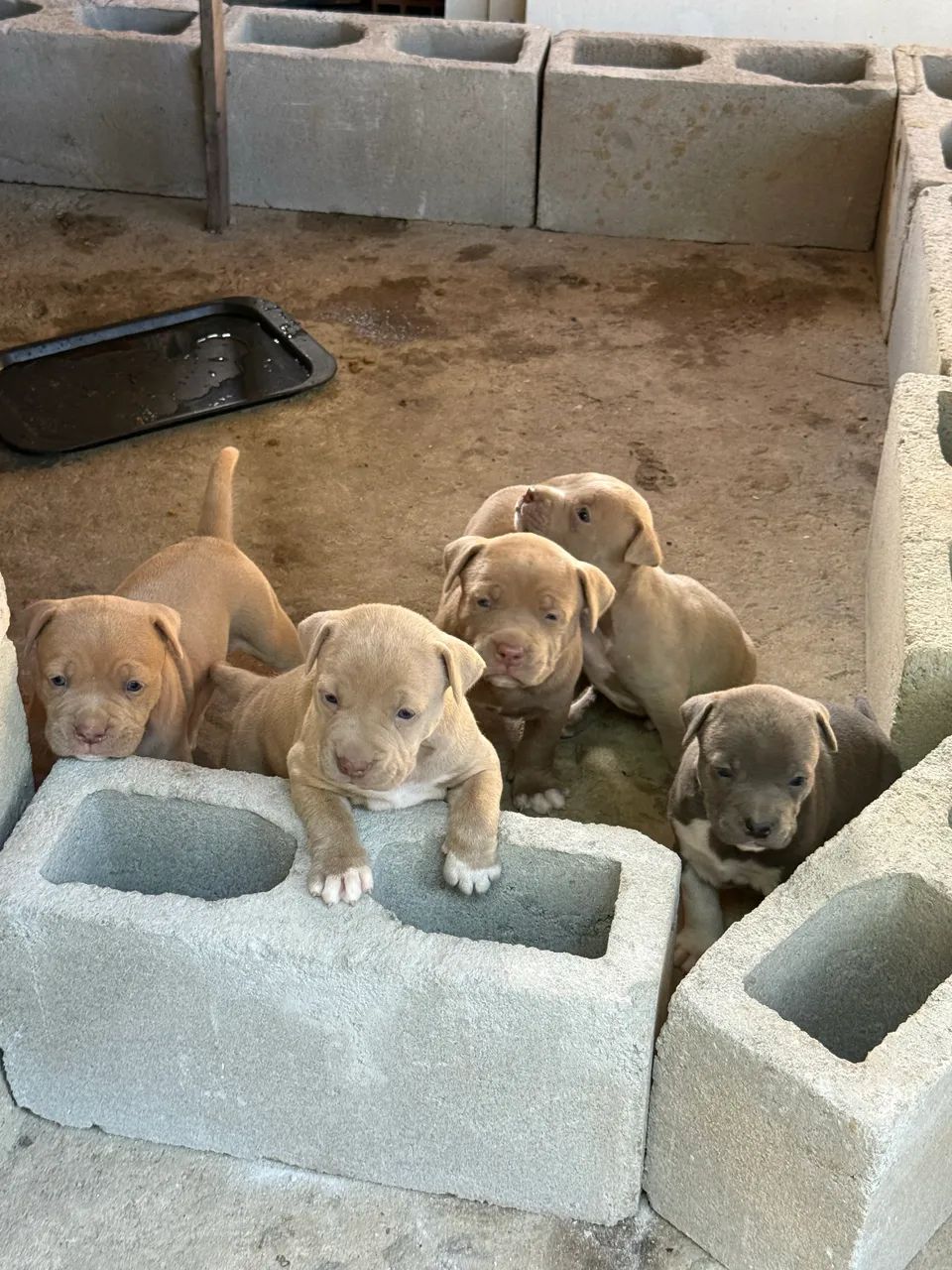 Pitbull  - Foto 2