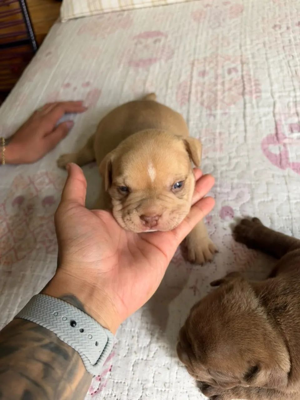 Pitbull  - Foto 4