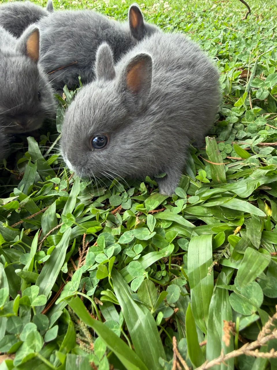 coelhinhos fofossss - Foto 4