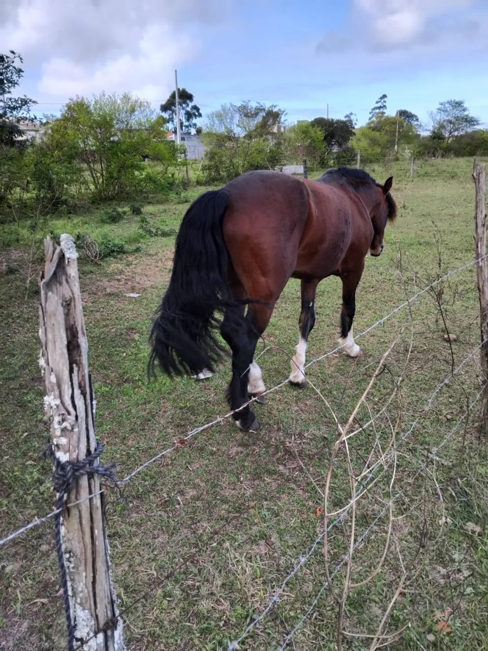 Vendo cavalo crioulo  - Foto 2