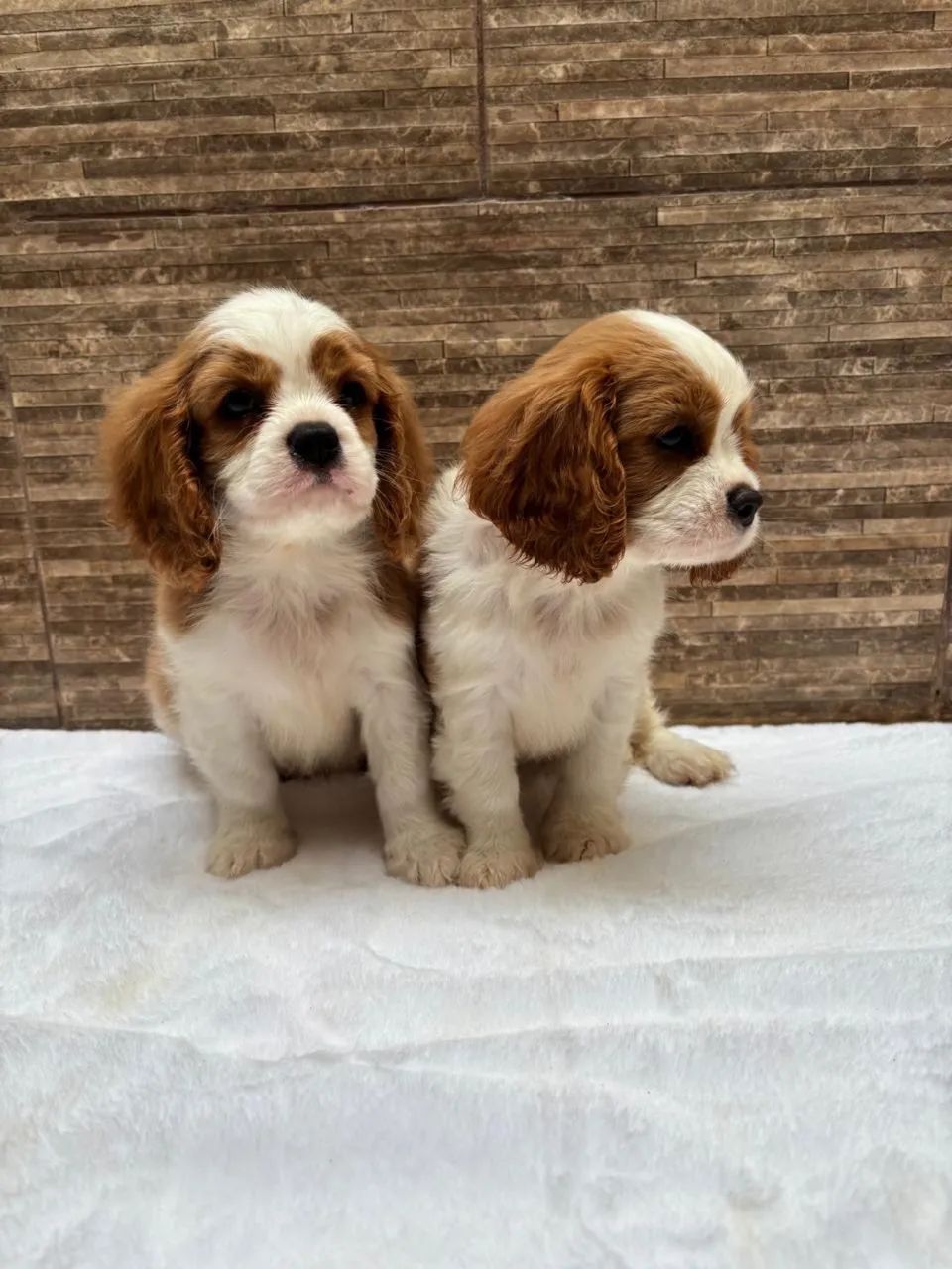 Cavalier legítimo entrego  - Foto 3