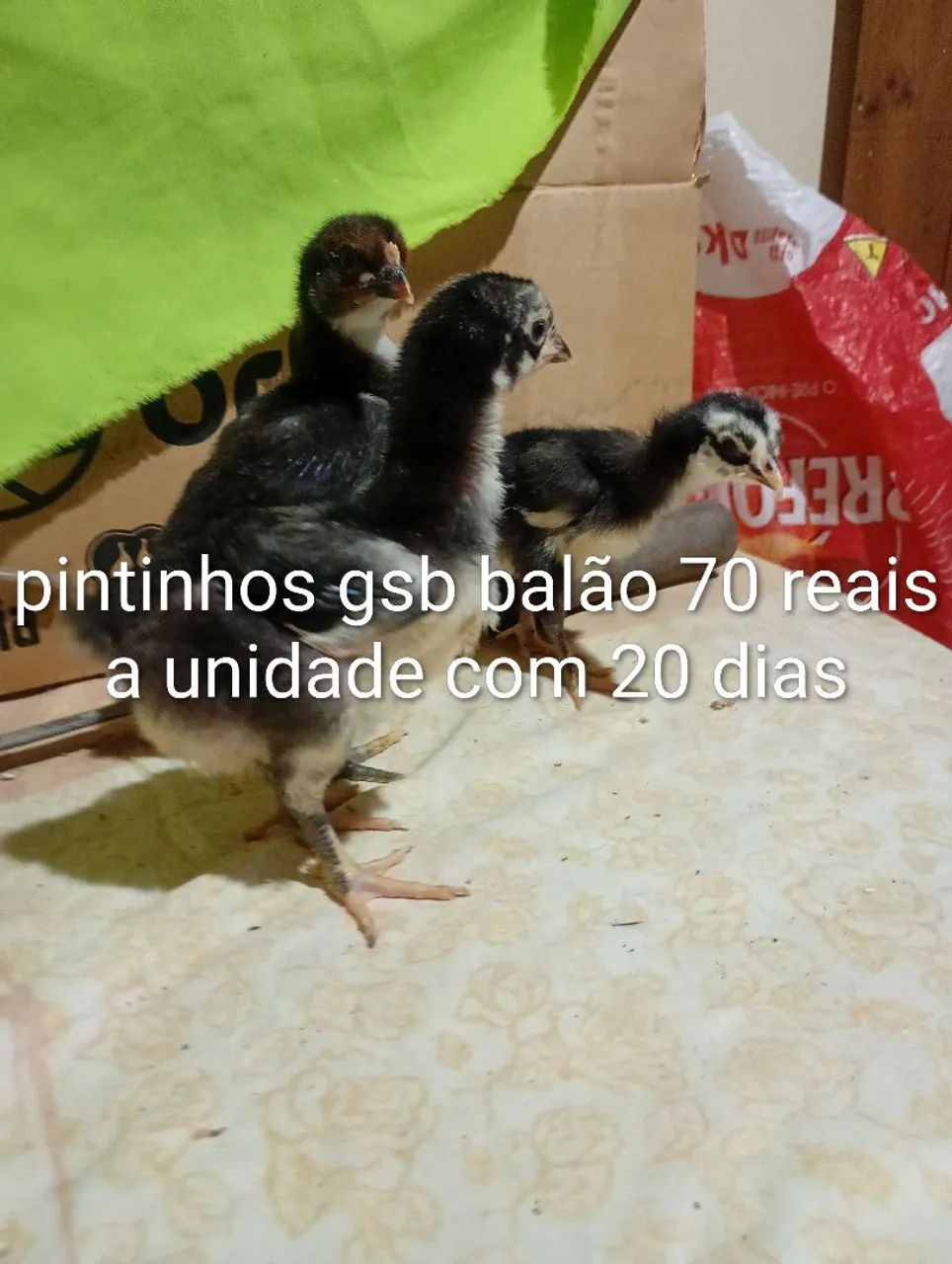 Pintinhos gsb balão disponível  - Foto 5