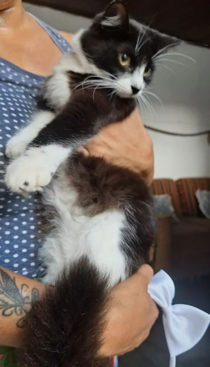 Gata frajola, preta e branca linda, pelo macio, muito fofa - Foto 5