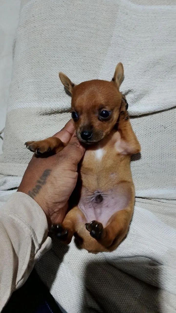 Cachorro  - Foto 4