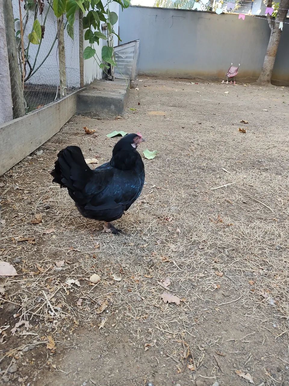 Mini Galinhas Garnisé/Galinzé / Garnizé