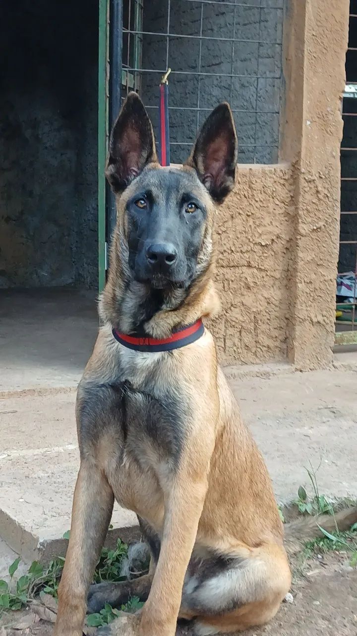 Pastora Belga Malinois  - Foto 2