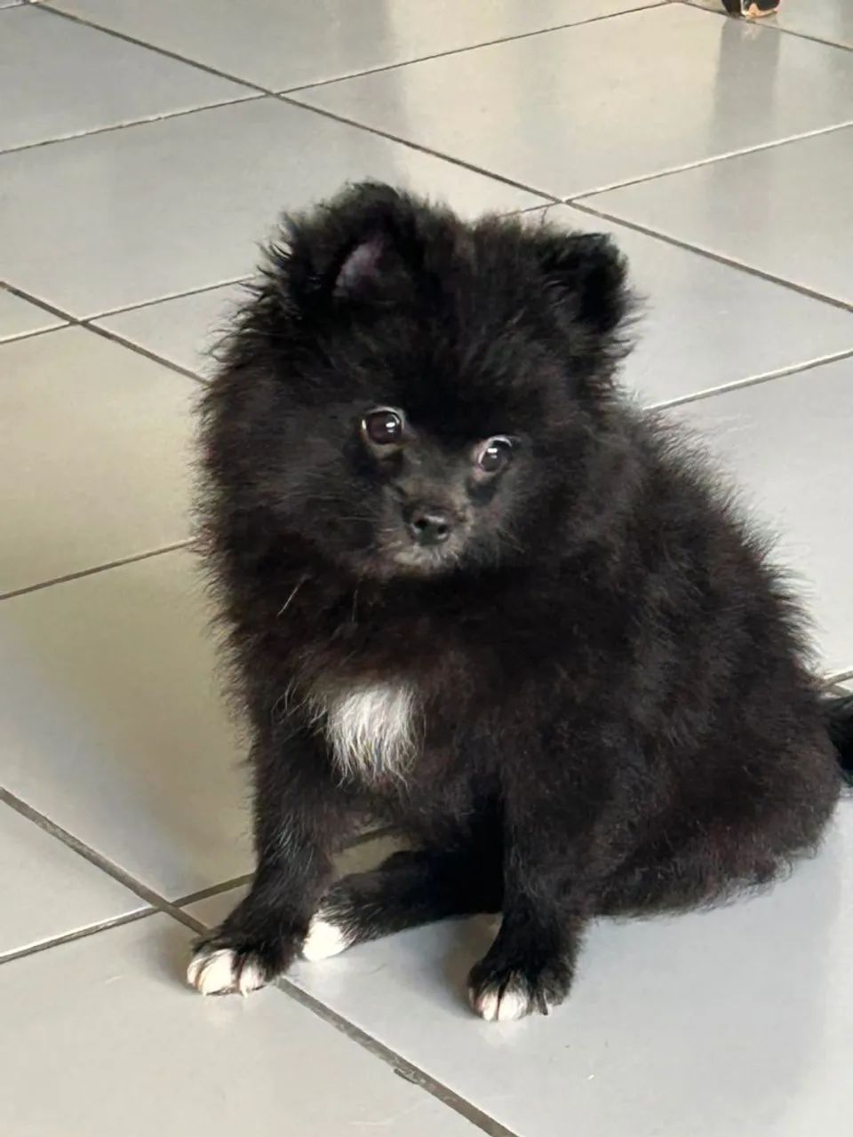 Filhotes de Spitz Alemão  - Foto 5