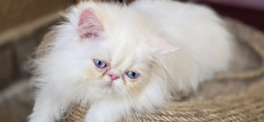 Filhote de PERSA Himalaio olhos azuis - Foto 2