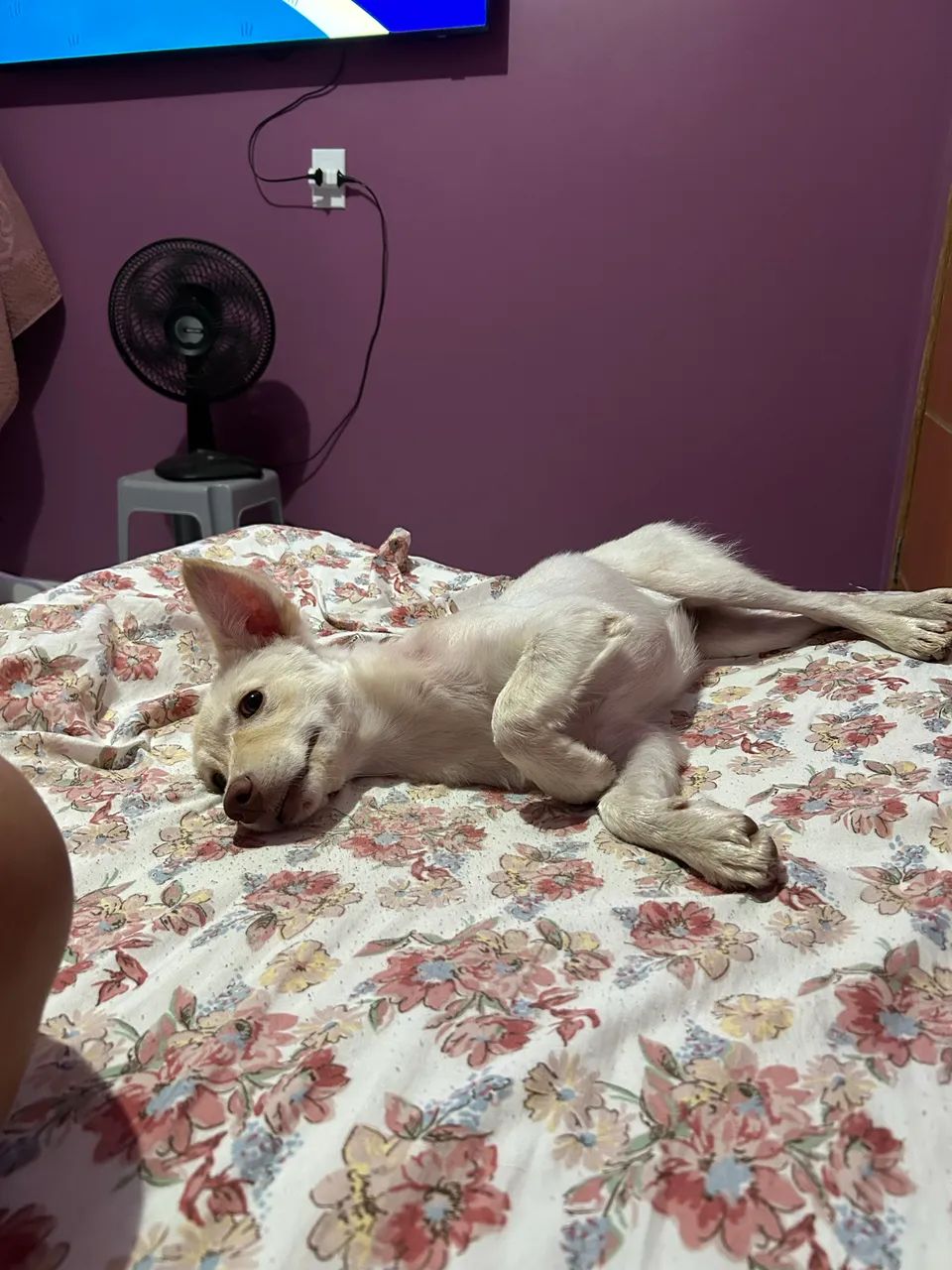 Adoção  - Foto 5