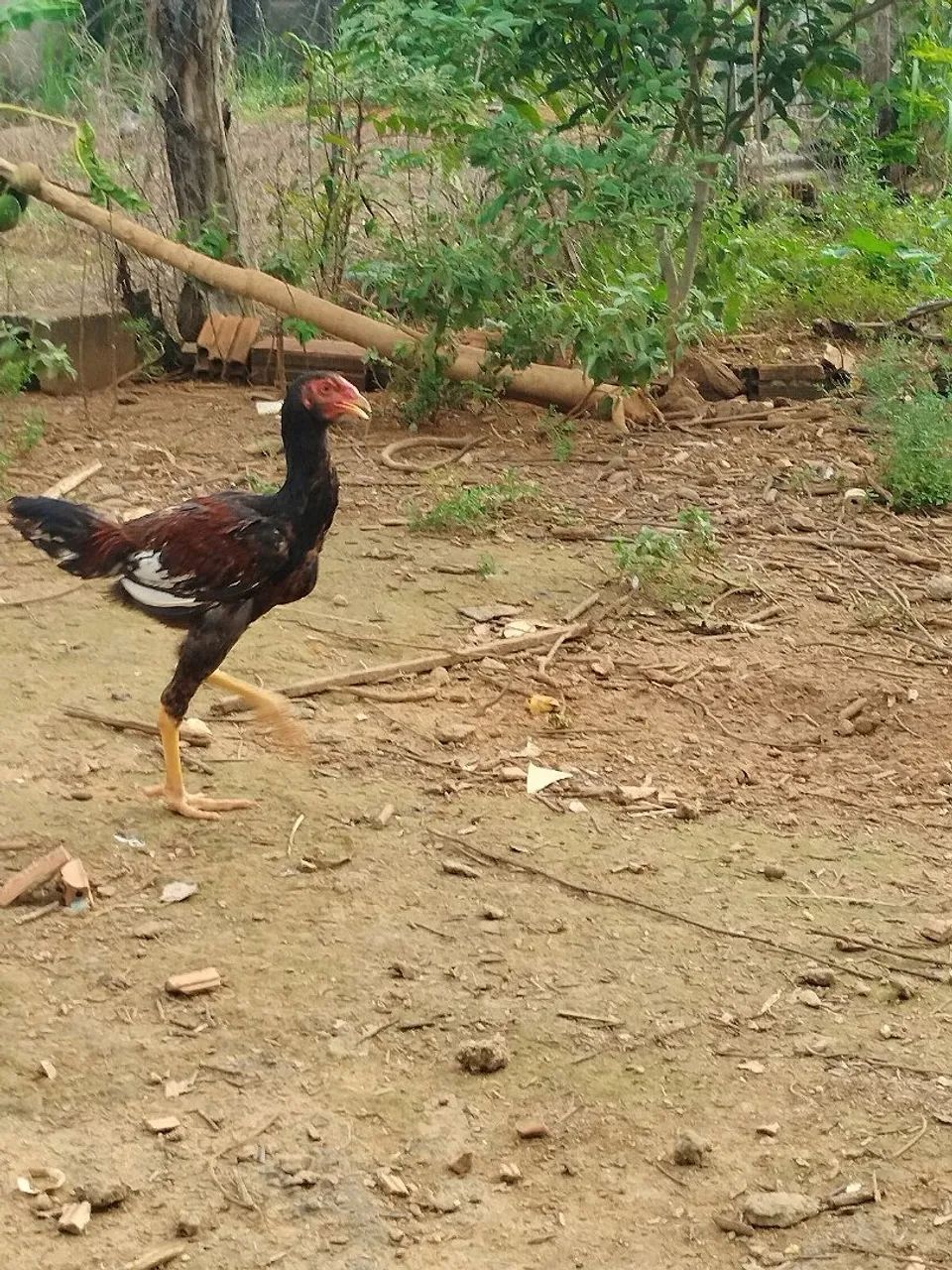 Frangos Índio Gigante  - Foto 3