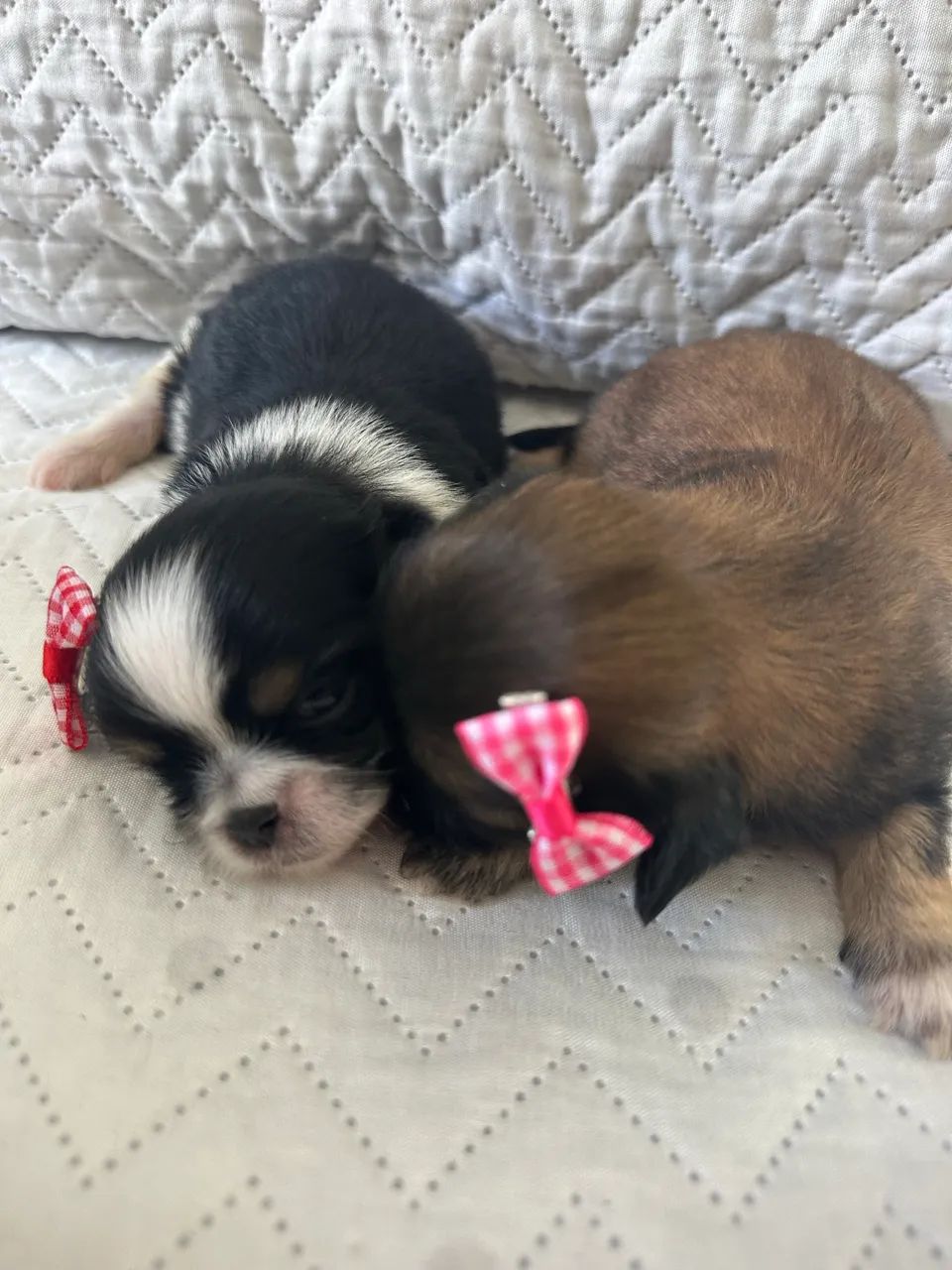 Shihtzu mini  - Foto 4