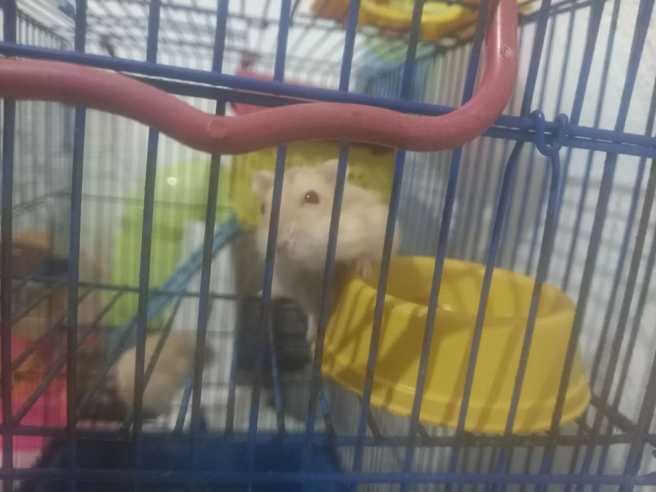 Vendo hamsters ? - Foto 4