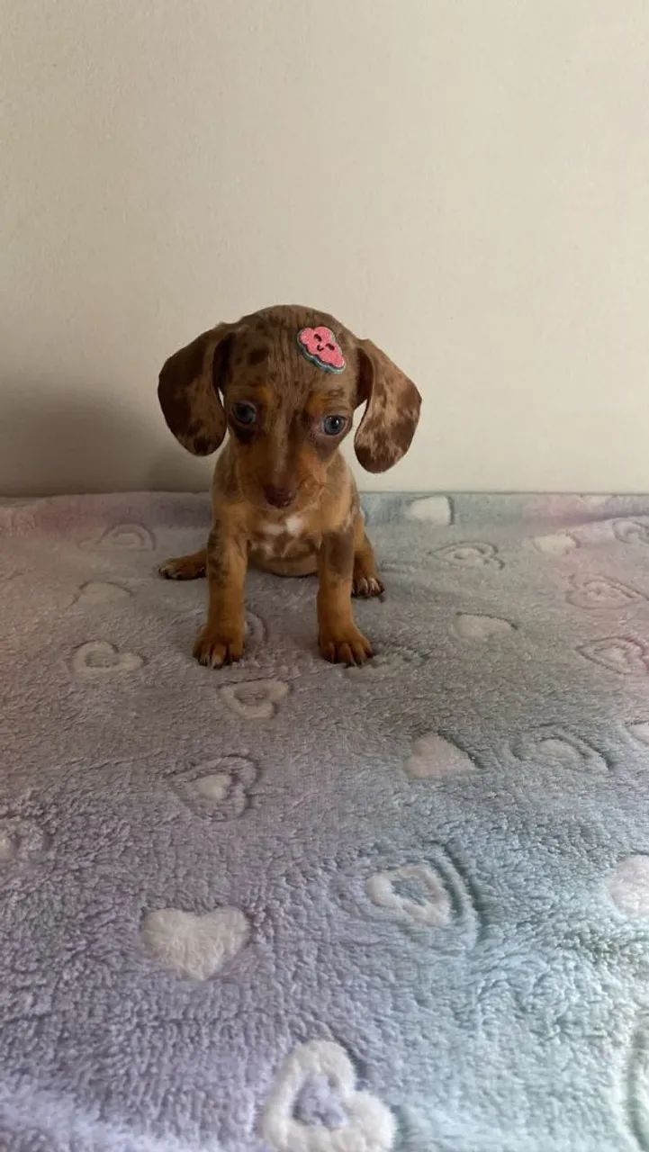 Dachshunds  - Foto 2