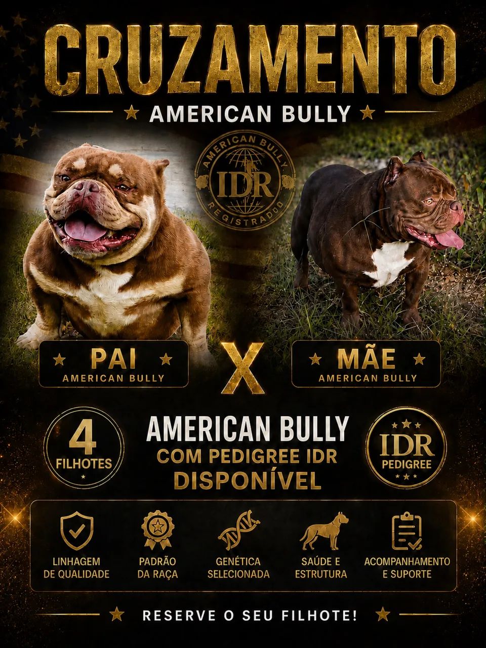 Filhotes American bully 