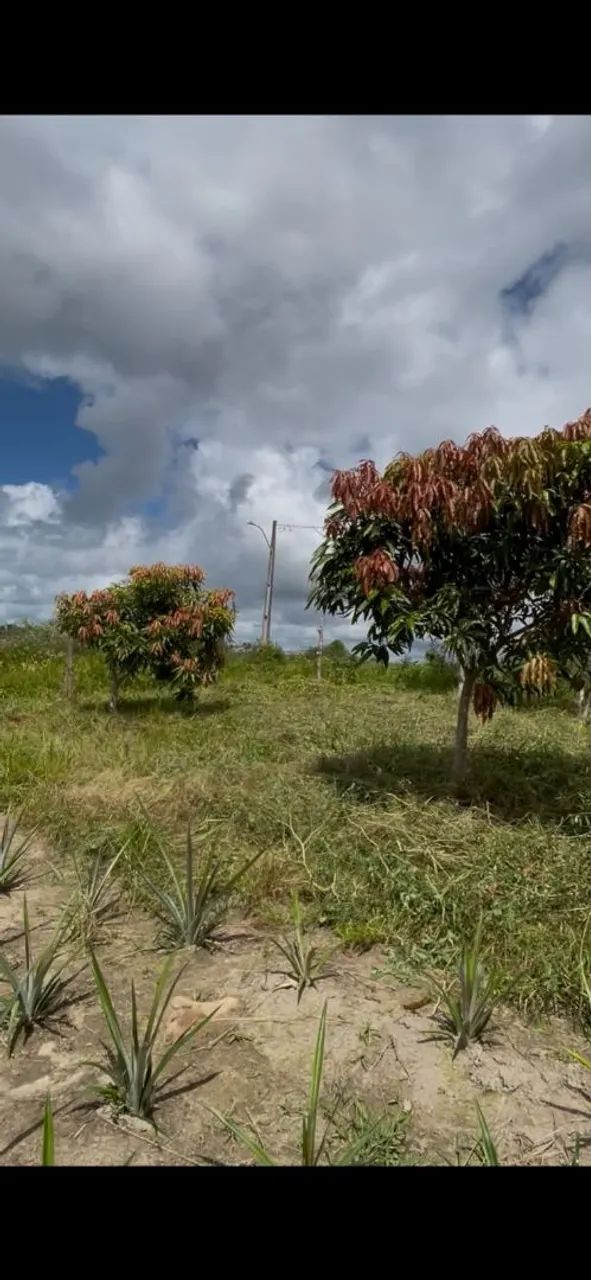 Vendo esta casa com terreno em flexeira - Foto 5