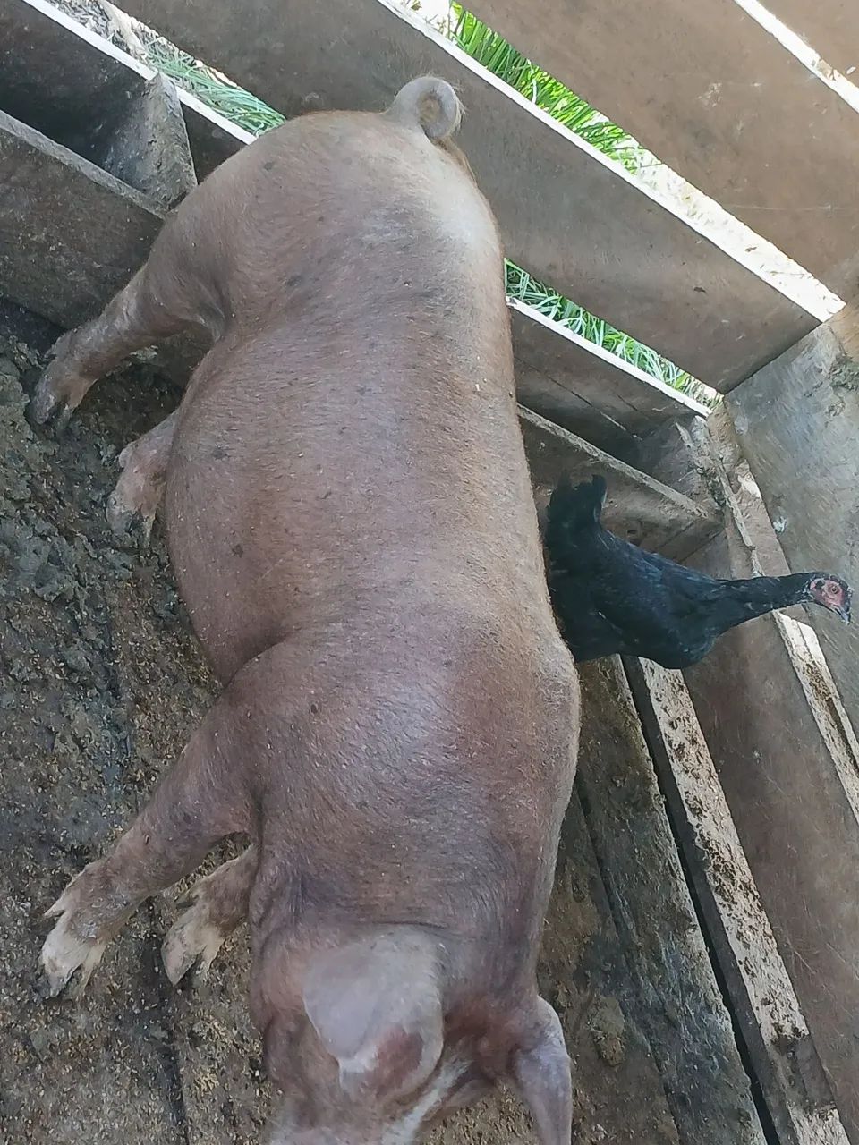 Porco  - Foto 2