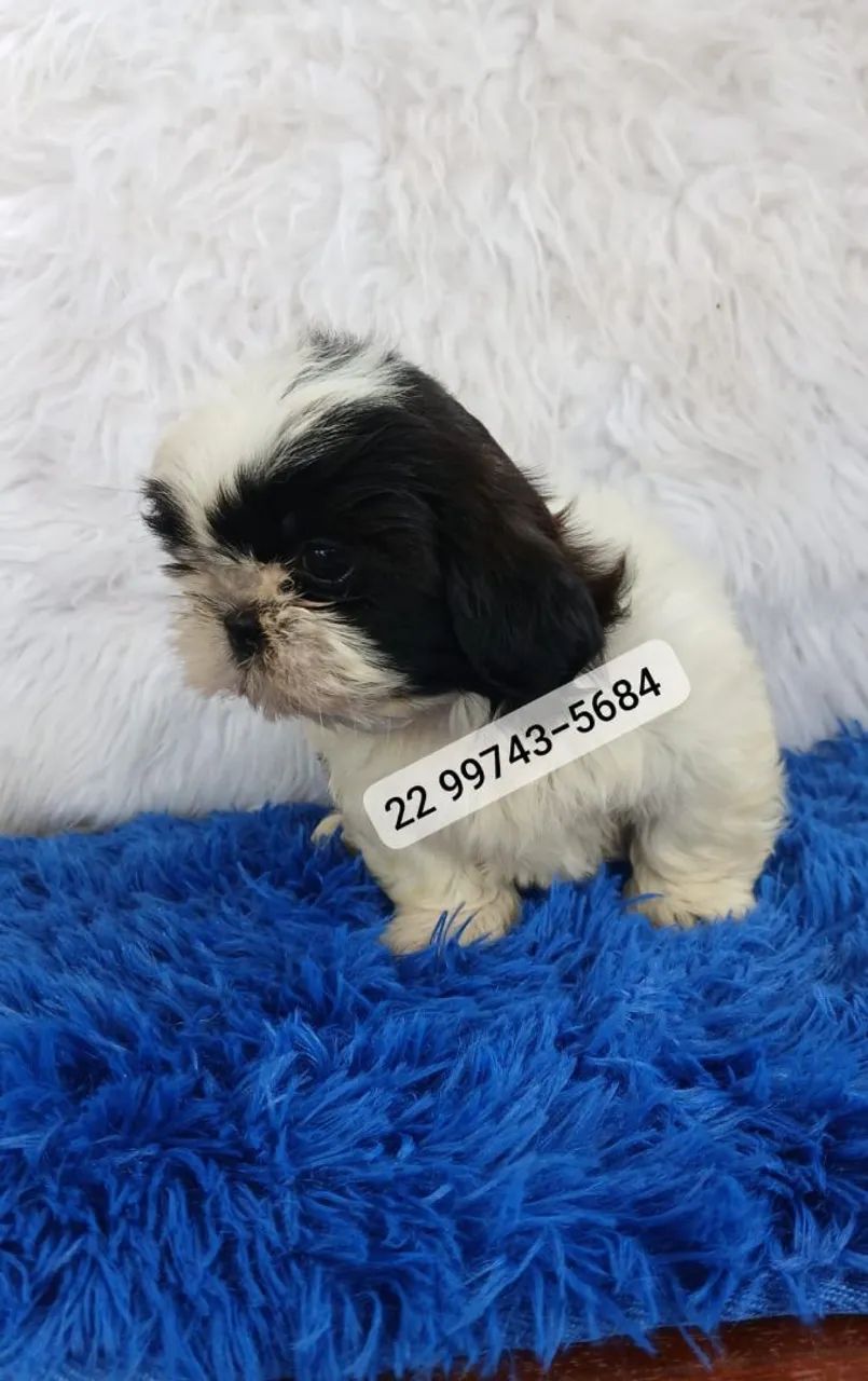 Shihtzu Machos  - Foto 4